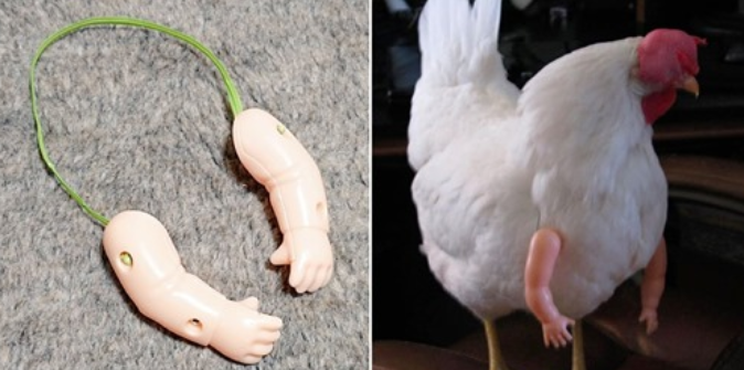 armChicken.png
