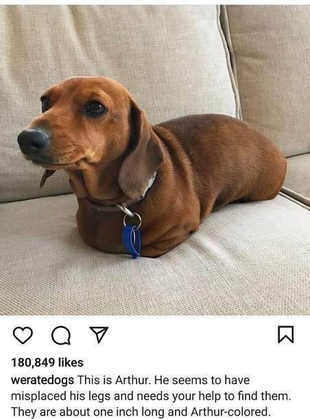 arthur dog.jpg