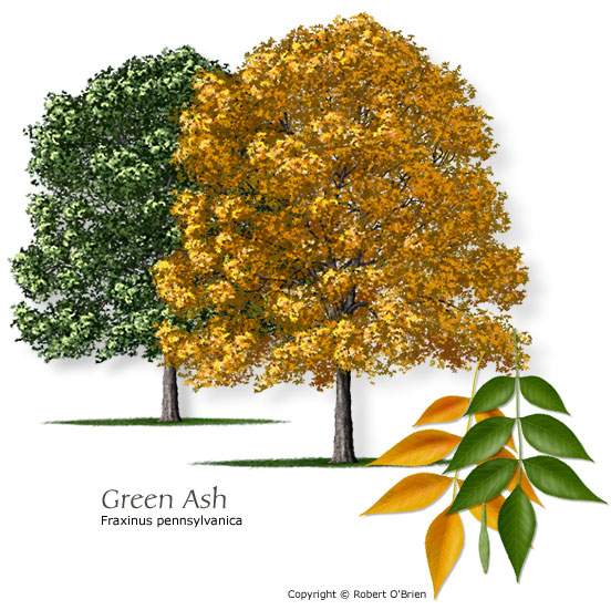 ash_green.jpg