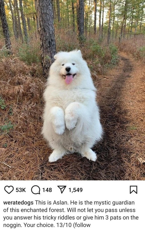 Aslan dog.jpg