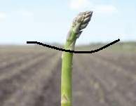 asparagus-a.jpg