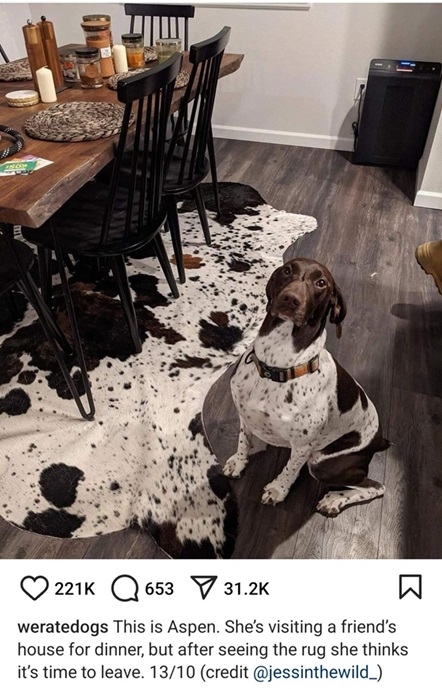 aspen dog.jpg
