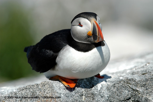 Atlantic-Puffin_C4465.jpg