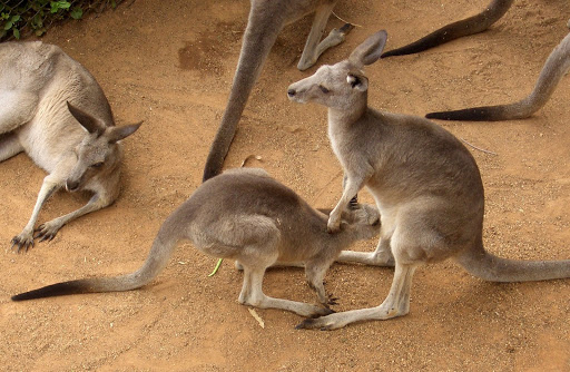 AUS187_cimg0633.jpg