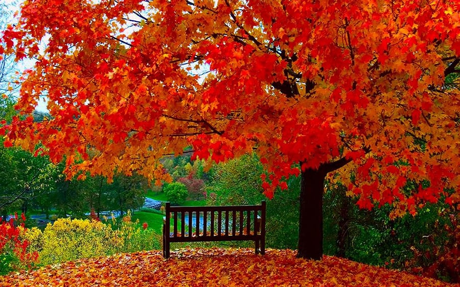 autumn-bench.jpg