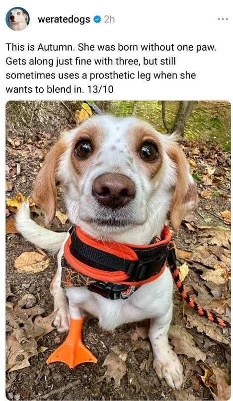 autumn dog.jpg