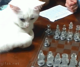 av0qqrO_460sa.gif