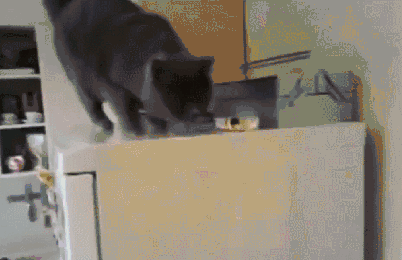 aVOG7gK_460sa_v1.gif