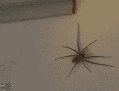 aVOp4n8_460sa_v1.gif