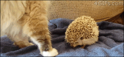 aVOrrjM_460sa.gif