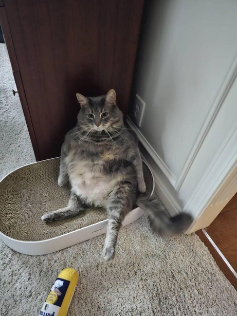 awk cat.jpg