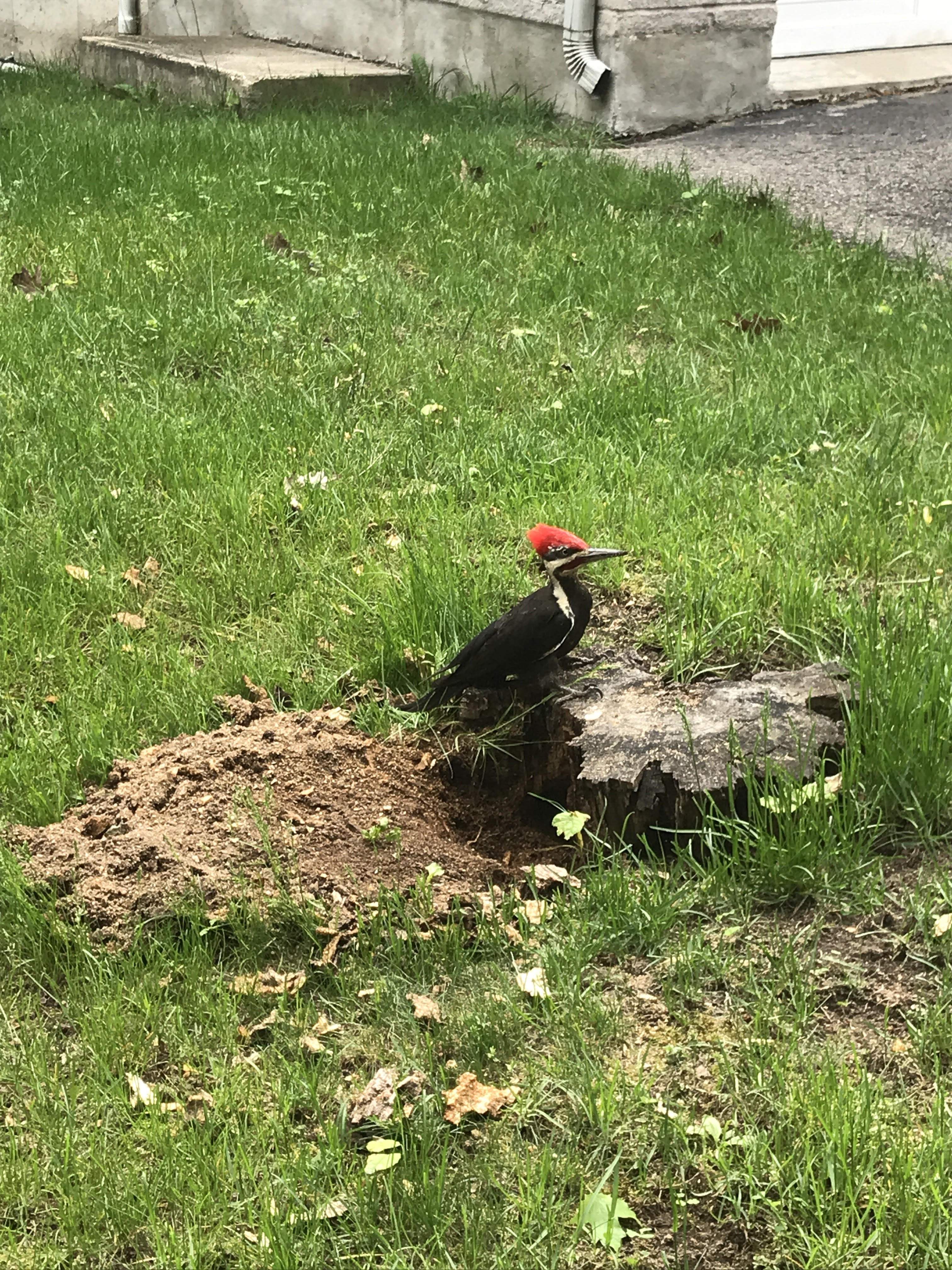 awoodpecker.jpg