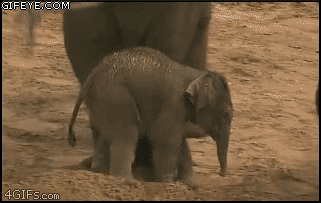aXbRobb_460sa.gif