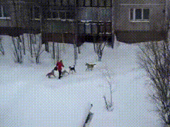 axN4zOW_460sa.gif