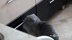 ay5OvOW_460sa_v1.gif
