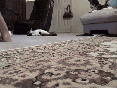 aYbMdPv_460sa.gif
