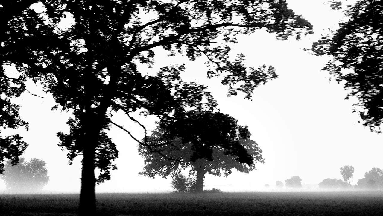 B&W trees.jpg