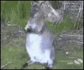b0b.gif