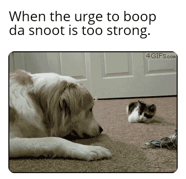 B4C347D6-B801-4278-84BF-D9C8FC654DF6.gif