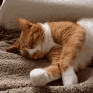 B7D6FF3B-9107-4B6F-9955-E9B65F12737D.gif