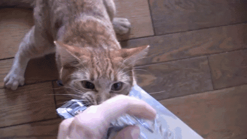 B8232714-4FD0-490C-A77F-57E2390940B1.gif