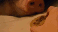 baaaae535f50a287a0df7fe7357a26c7_w200.gif