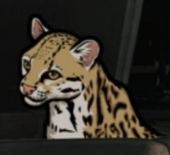 Babou_close_up.jpg