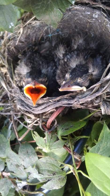 Baby robins.jpg