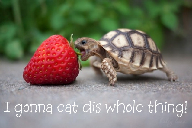 baby-turtle-eats-strawberry.jpg