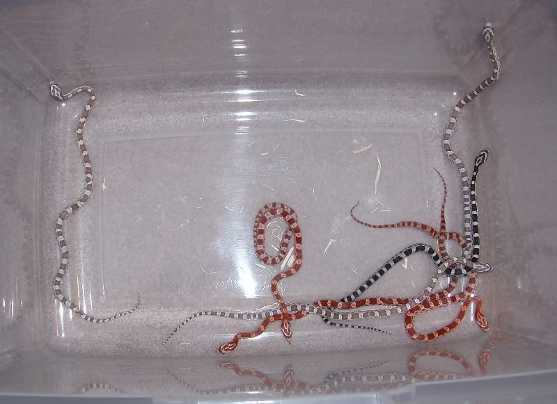 BABYSNAKES.jpg