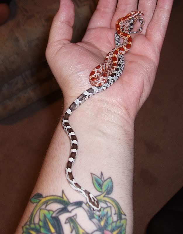 babysnakes80808.jpg