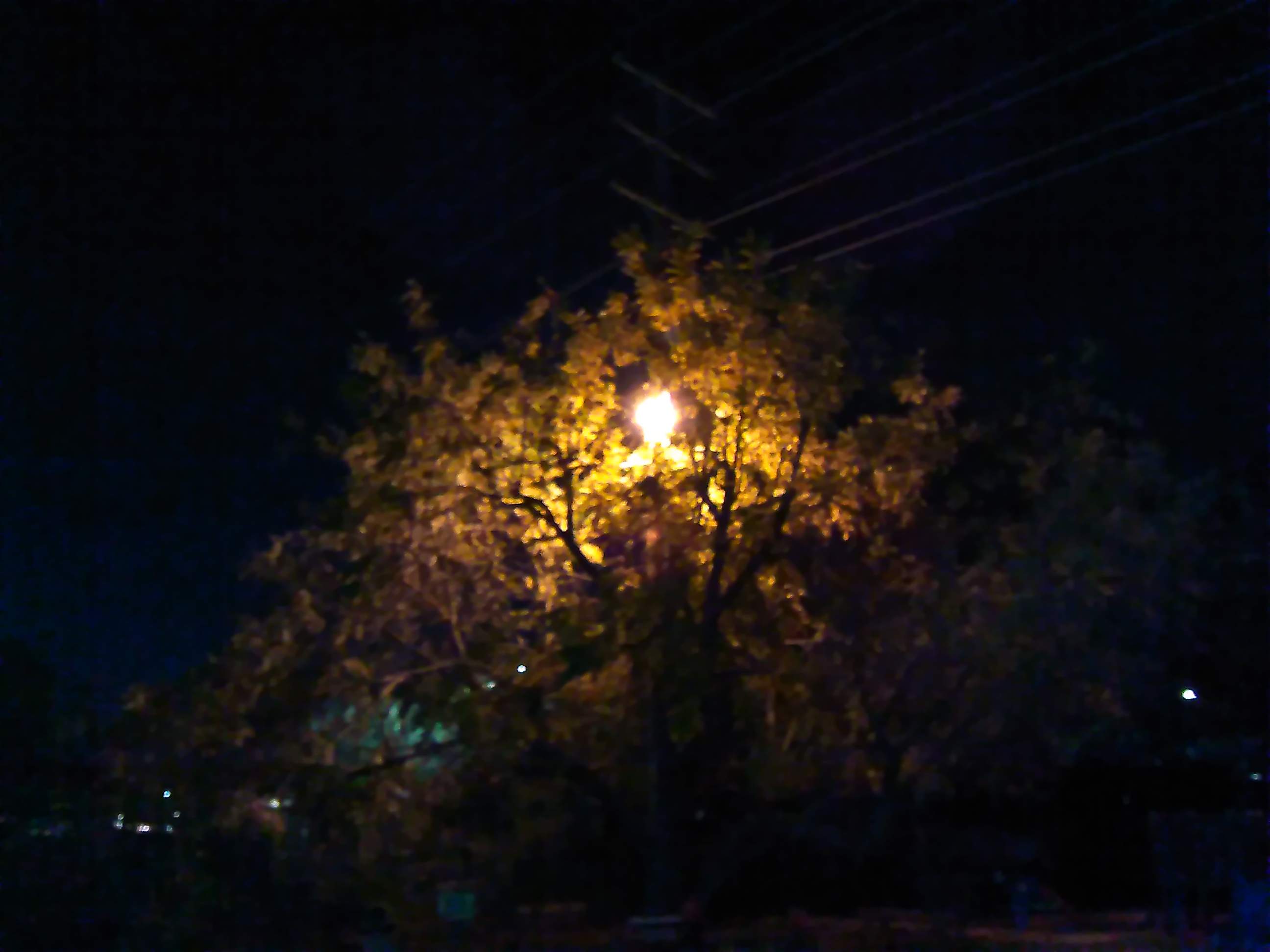 Backlit tree - 11-14-2019.jpg