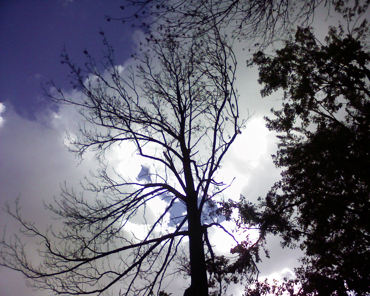 Backlit_Tree_by_KoskoArts.jpg
