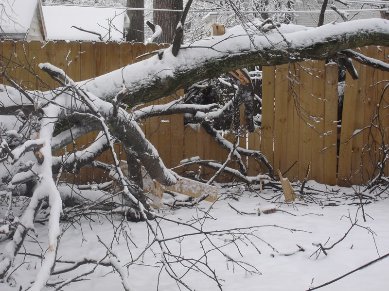 Backyard2.jpg