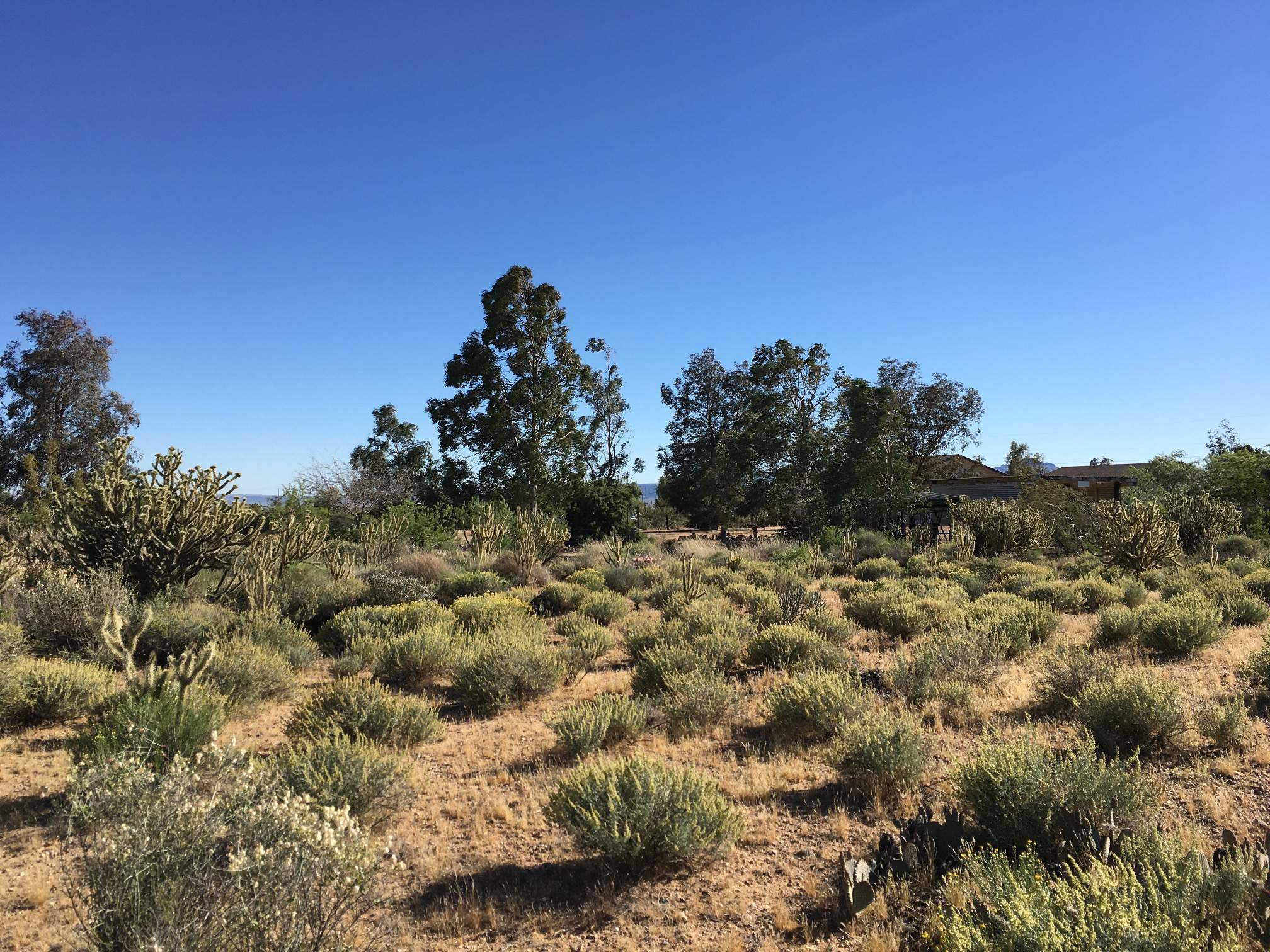 backyard3.jpg