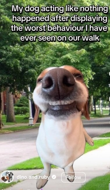 bad dog.jpg