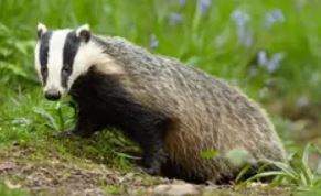Badger.JPG