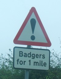 badgers.jpg