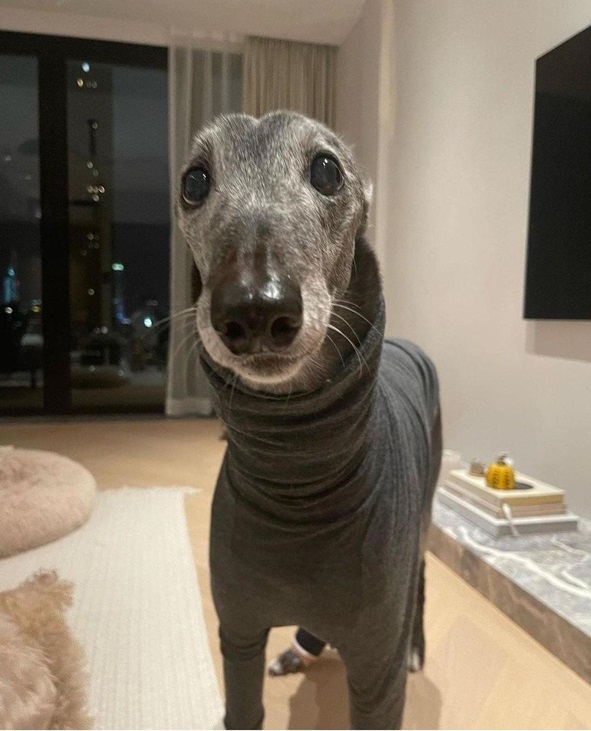bagel dog.jpg