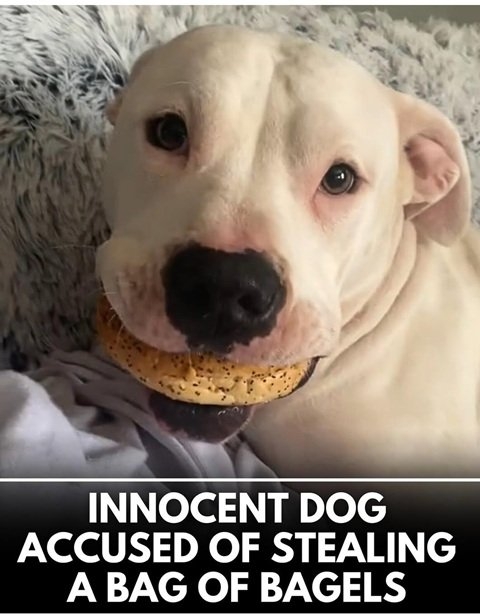 bagel dog.jpg