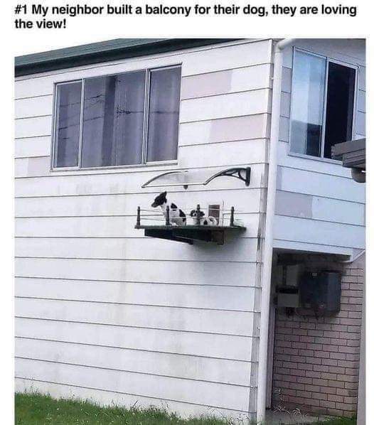 balcony dog.jpg