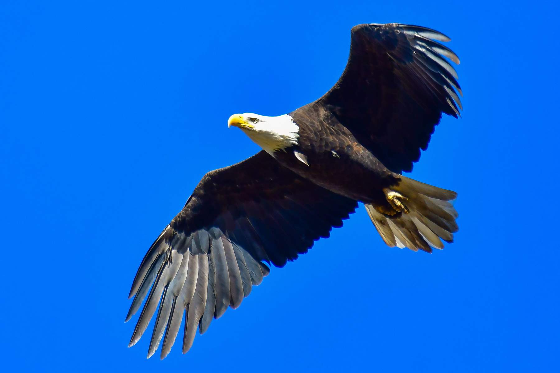 Bald-Eagle-102-18.jpg