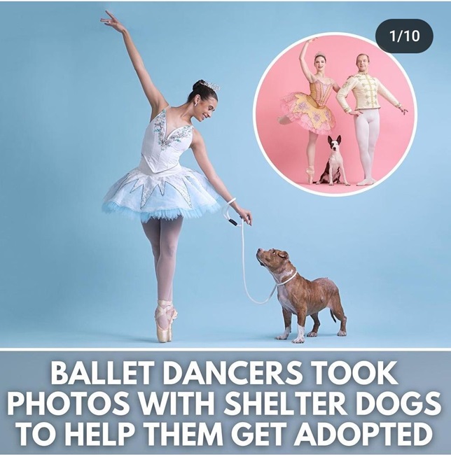 ballet dog 1.jpg