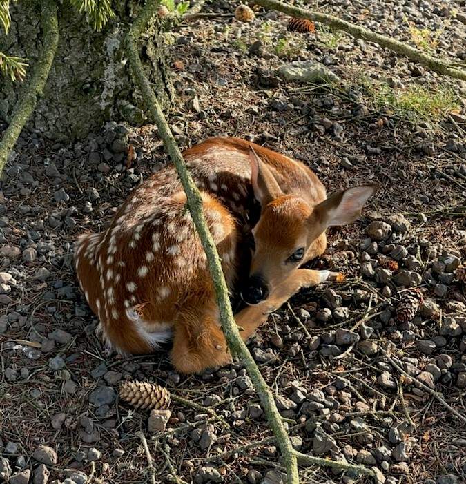 bambi (2).jpg