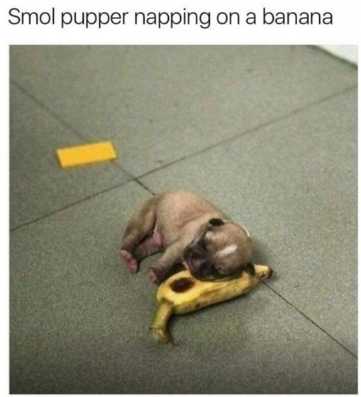 banana pup.jpg