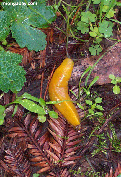 banana_slug_0.gif