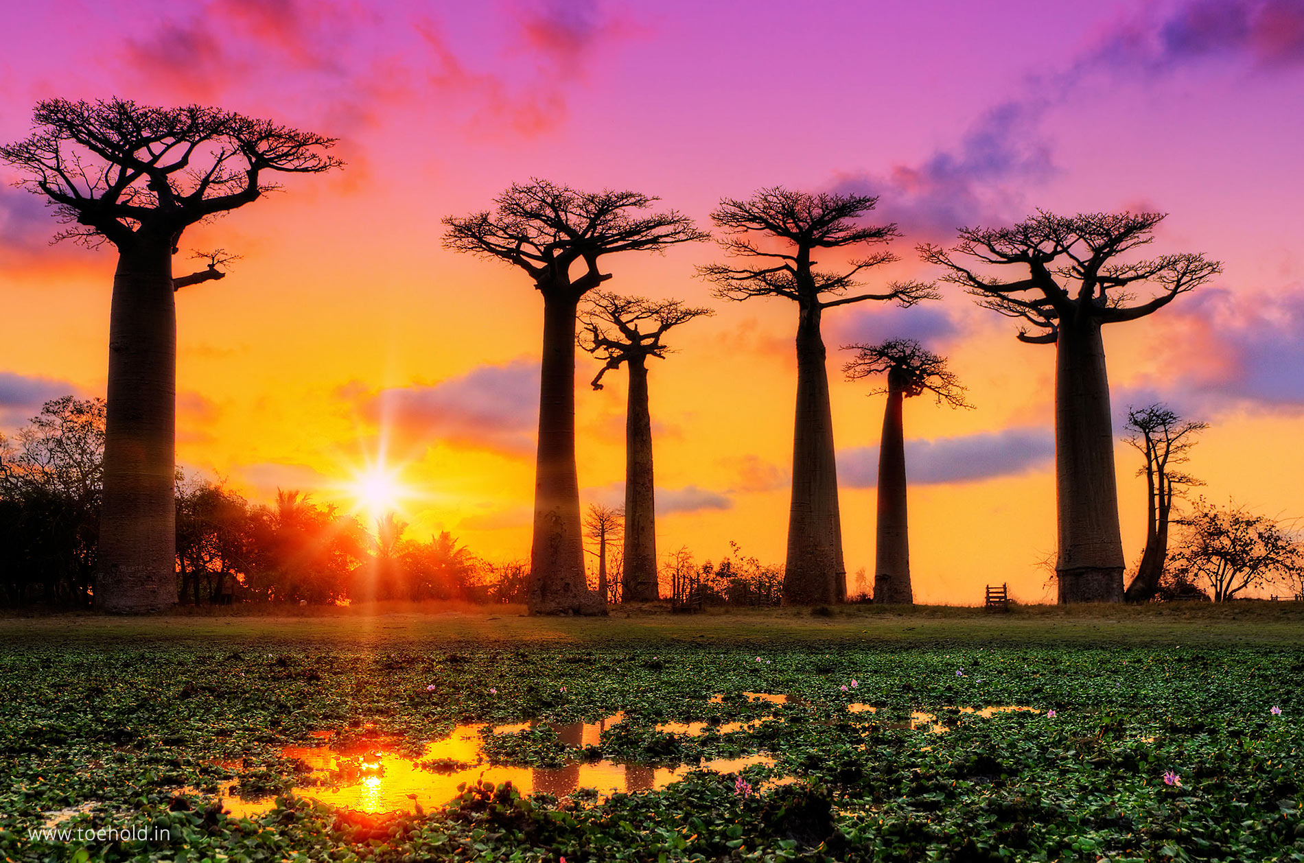 baobab-sunset-madagascar.jpg