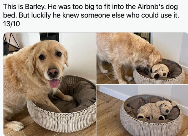 barley dog.jpg