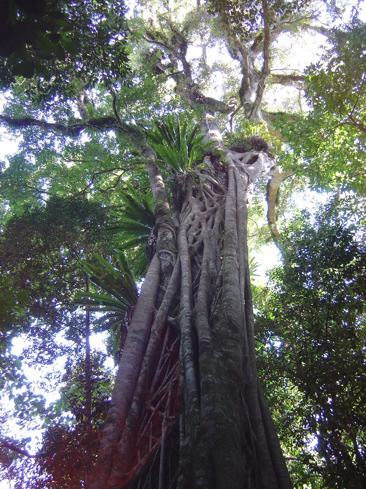 barringtontree.jpg