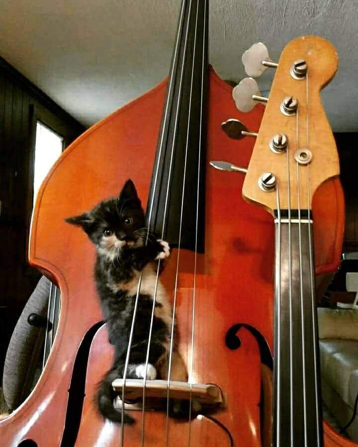 BasCat.jpg